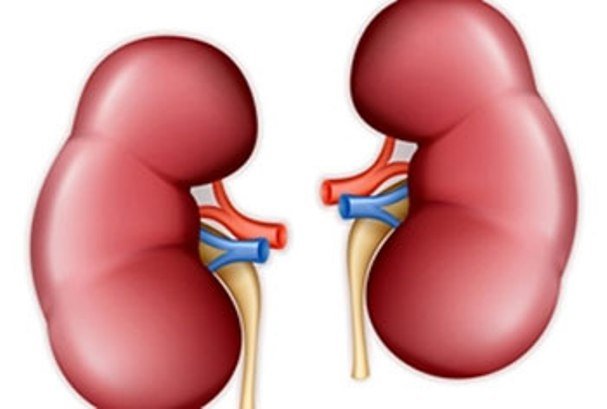 شیوع سرطان کلیه در مردان ۲ برابر زنان است
