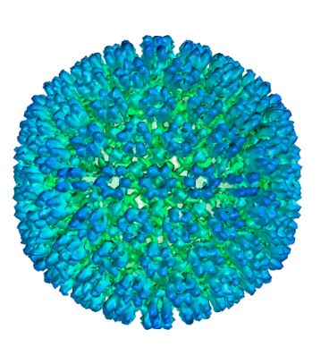 هرپس ویروس چیست