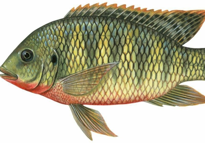 چرا مصرف ماهی تیلاپیا خطرناک است 