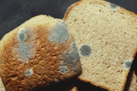  پاسخ به یک شایعه منتشرشده در فضای مجازی/ آیا نان کپک زده سرطانزاست؟ 