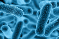  نقش باکتری ها در گرفتگی عروق